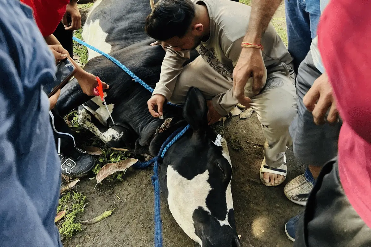 Animal Care